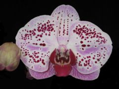 Фаленопсис Элегант Бьюти 2ствола  (Phalaenopsis)
