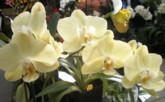 Фаленопсис желтый 1ствол (Phalaenopsis)