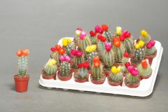 Кактус с сухоцветами (Cactus)